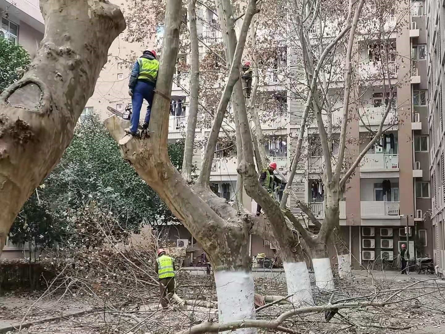 后勤产业集团对友谊校区法桐树进行集中整形修剪