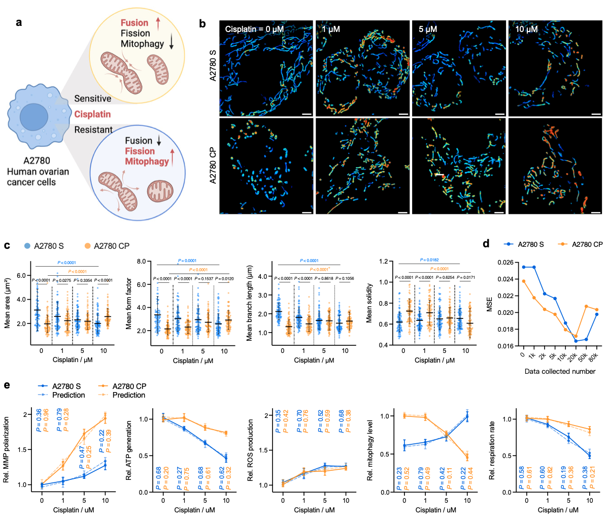 黄维院士、李林教授、彭勃副教授团队在Nature Communications上发表基于深度学习的线粒体图像分割与功能预测算法研究论文-视窗 ...