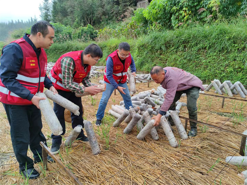 江竹村的木耳开种了
